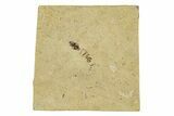 Fossil Insect (Hymenoptera) - France #294160-1